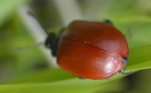 Chrysomela populi